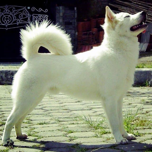 Anjing ras Kintamani memiliki bulu tebal dan telah di akui sebagai ras anjing dunia